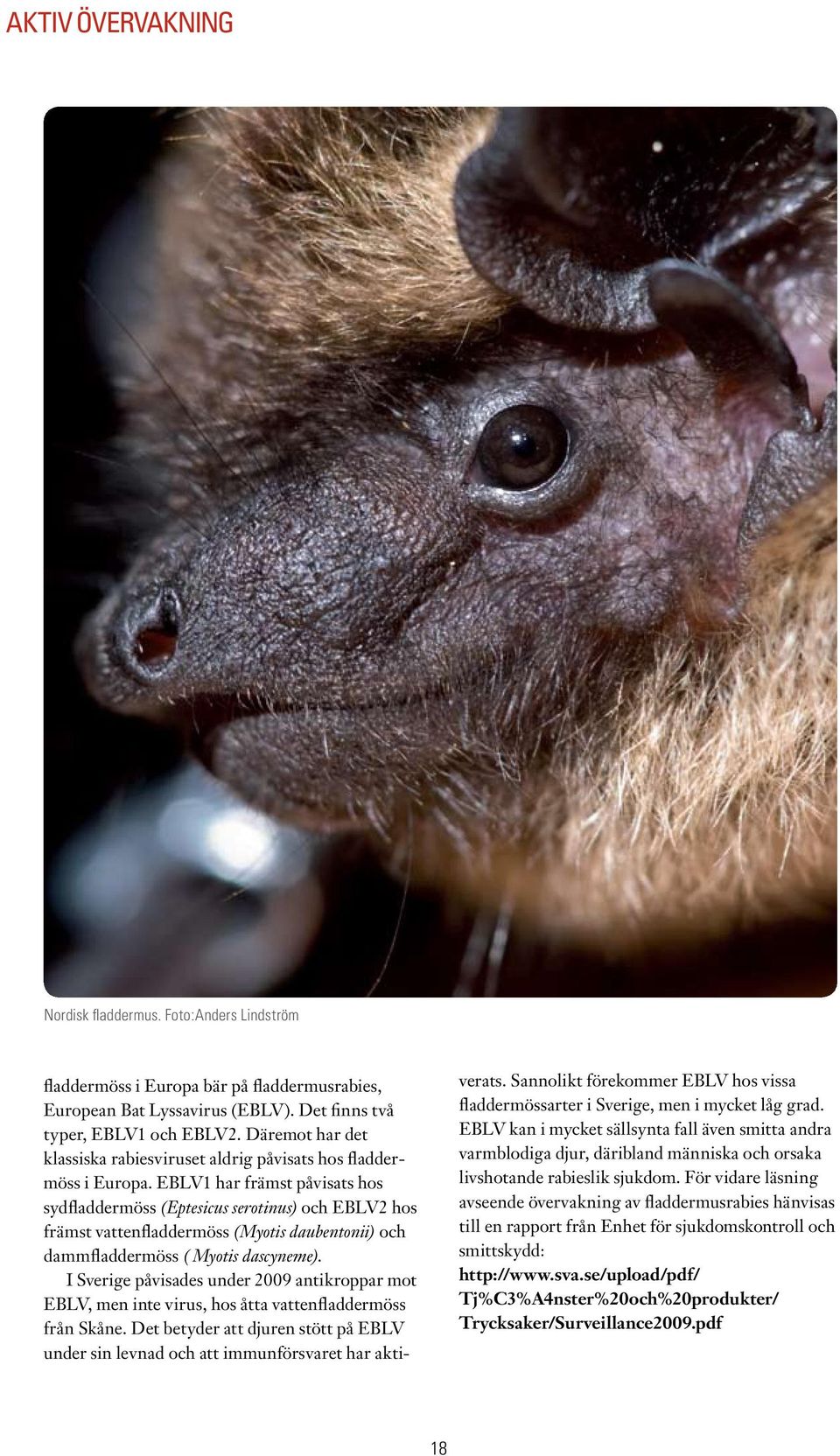 EBLV1 har främst påvisats hos sydfladdermöss (Eptesicus serotinus) och EBLV2 hos främst vattenfladdermöss (Myotis daubentonii) och dammfladdermöss ( Myotis dascyneme).