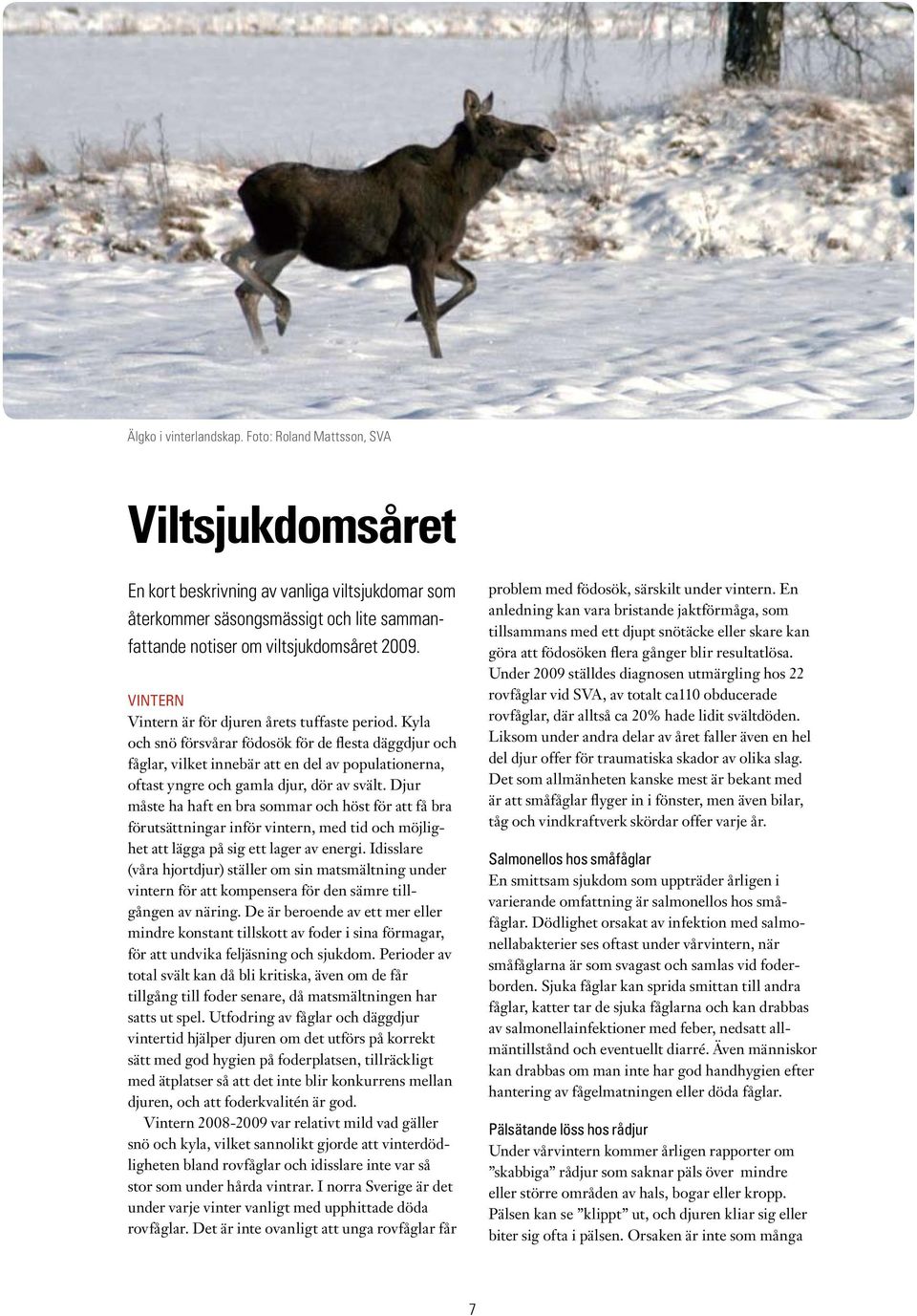 Kyla och snö försvårar födosök för de flesta däggdjur och fåglar, vilket innebär att en del av populationerna, oftast yngre och gamla djur, dör av svält.