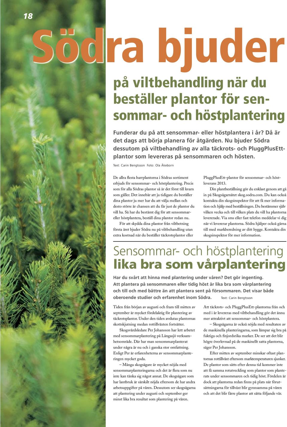 Text: Carin Bengtsson Foto: Ola Åkeborn De allra flesta barrplantorna i Södras sortiment erbjuds för sensommar- och höstplantering.