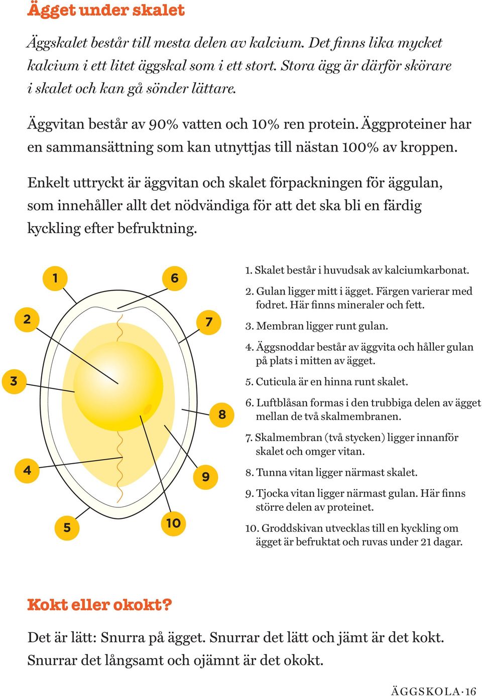 Enkelt uttryckt är äggvitan och skalet förpackningen för äggulan, som innehåller allt det nödvändiga för att det ska bli en färdig kyckling efter befruktning. 2 1 6 7 1.