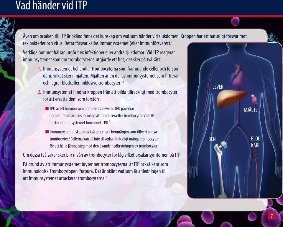 Vid ITP reagerar immun systemet som om trombocyterna utgjorde ett hot, det sker på två sätt: 1. Immunsystemet behandlar trombocyterna som främmande celler och förstör dem, vilket sker i mjälten.