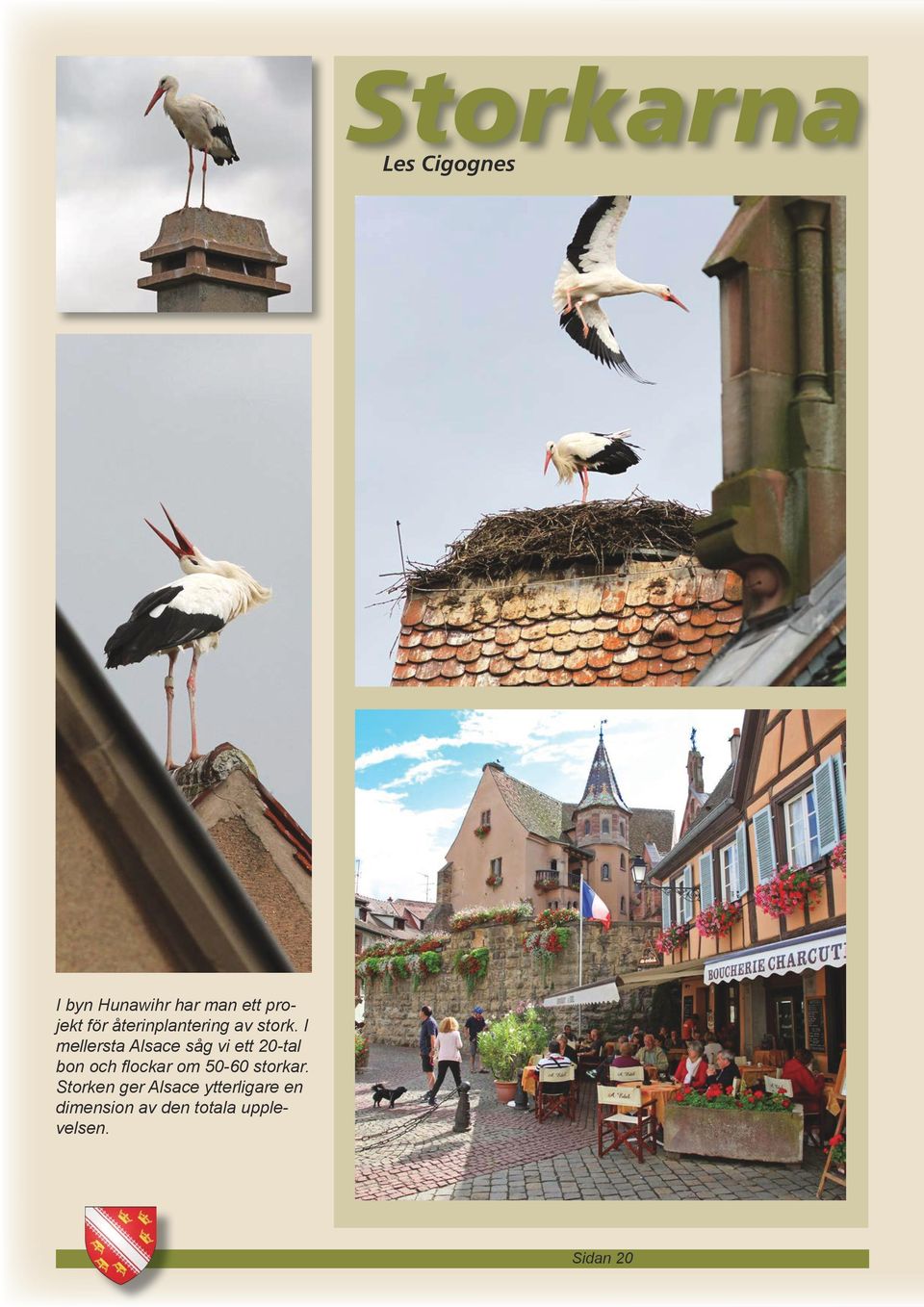 I mellersta Alsace såg vi ett 20-tal bon och flockar om