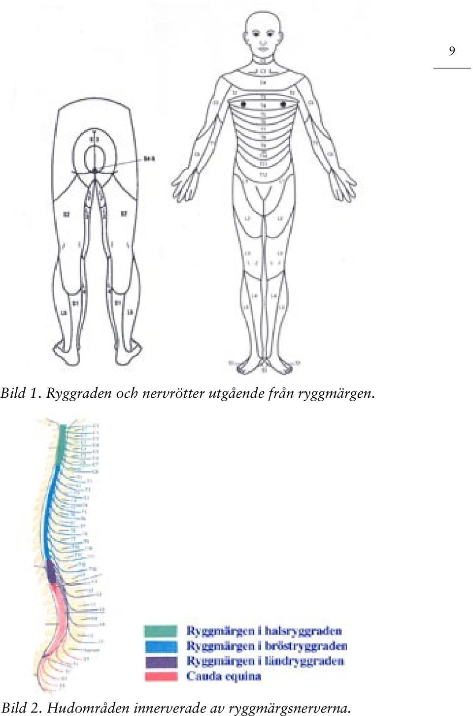 utgående från ryggmärgen.