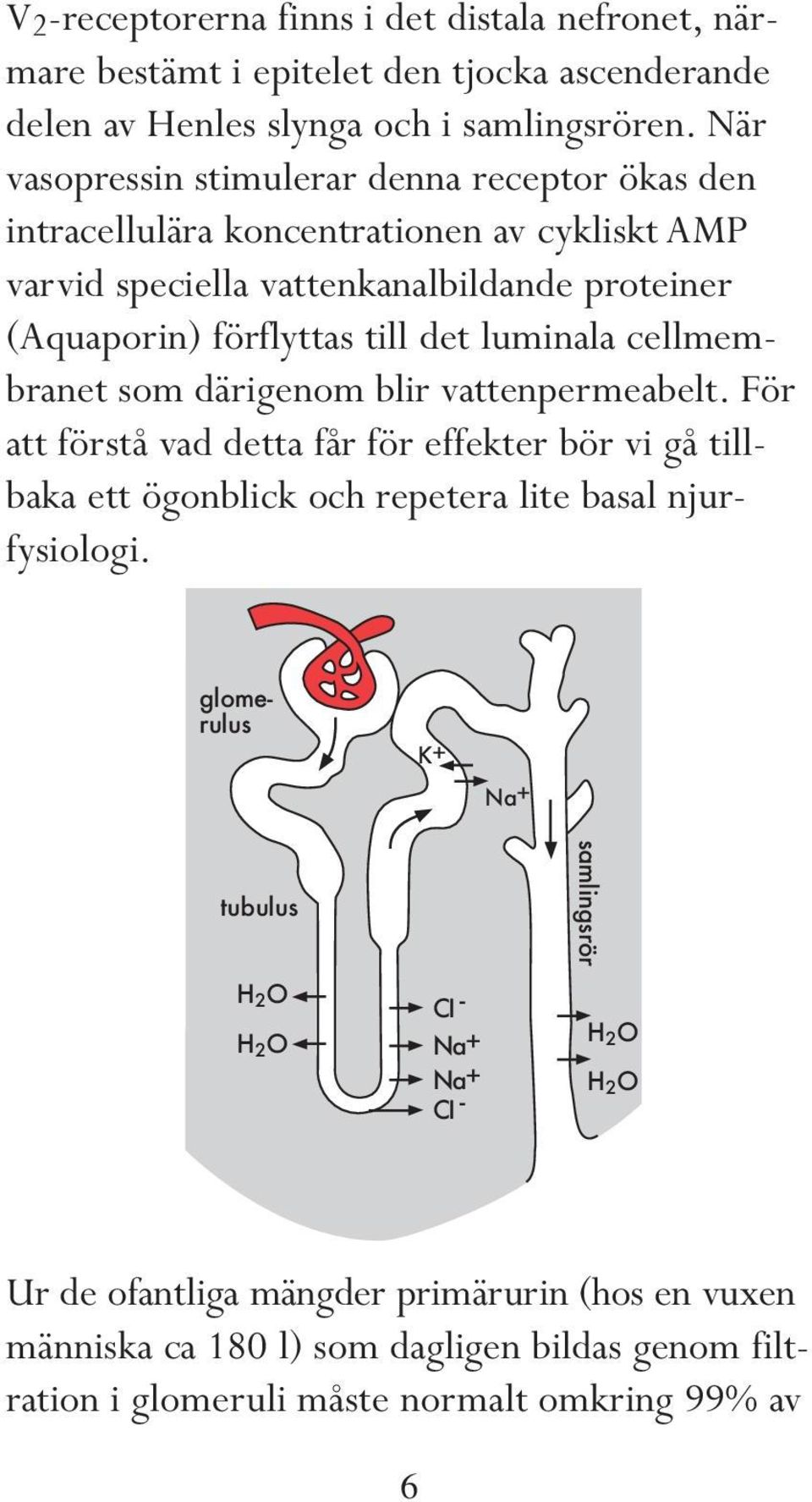 luminala cellmembranet som därigenom blir vattenpermeabelt. För att förstå vad detta får för effekter bör vi gå tillbaka ett ögonblick och repetera lite basal njurfysiologi.