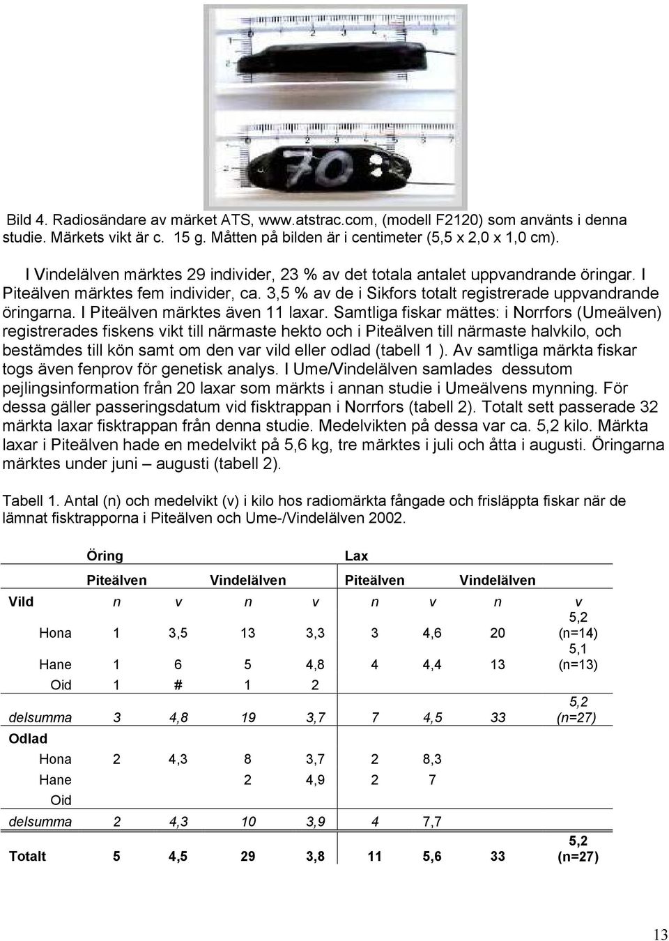 I Piteälven märktes även 11 laxar.