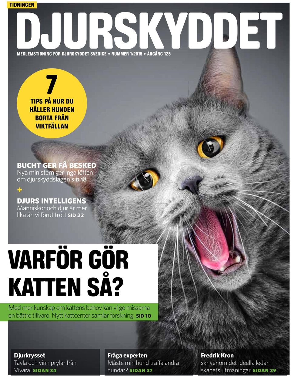 katten så? Med mer kunskap om kattens behov kan vi ge missarna en bättre tillvaro. Nytt kattcenter samlar forskning.