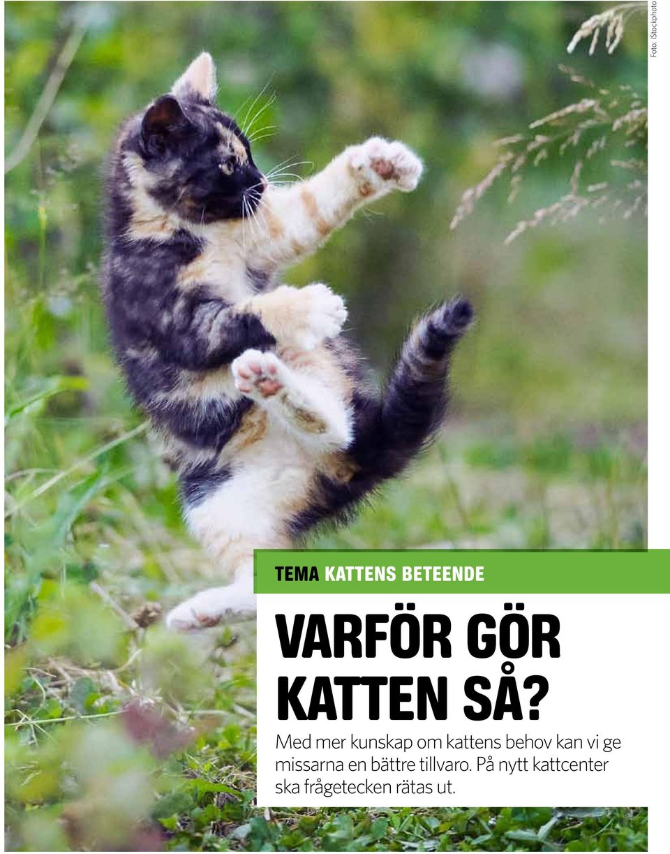 missarna en bättre tillvaro.