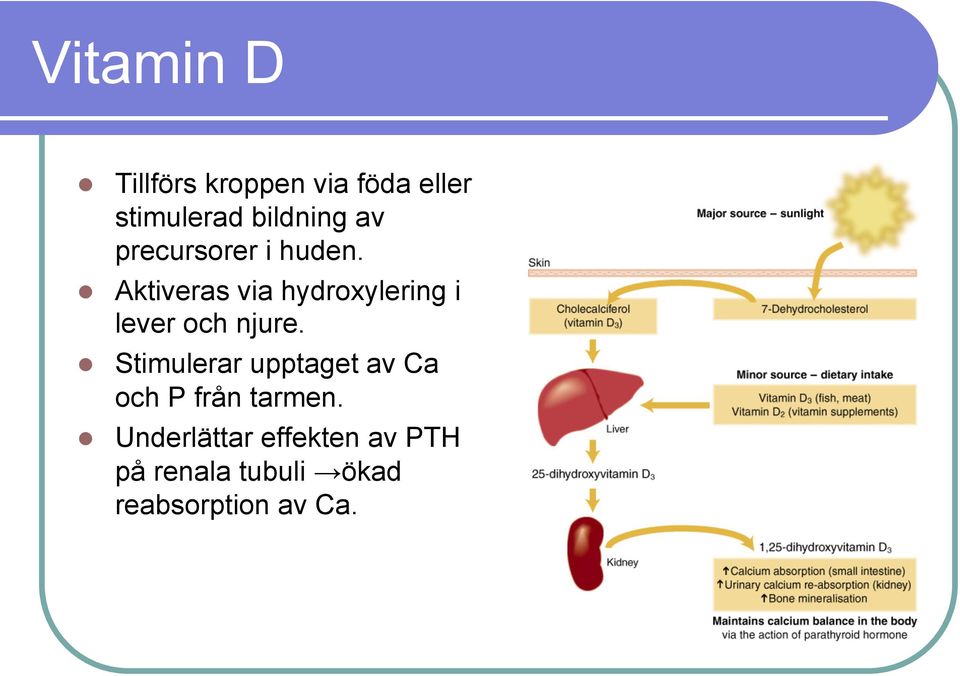 Aktiveras via hydroxylering i lever och njure.