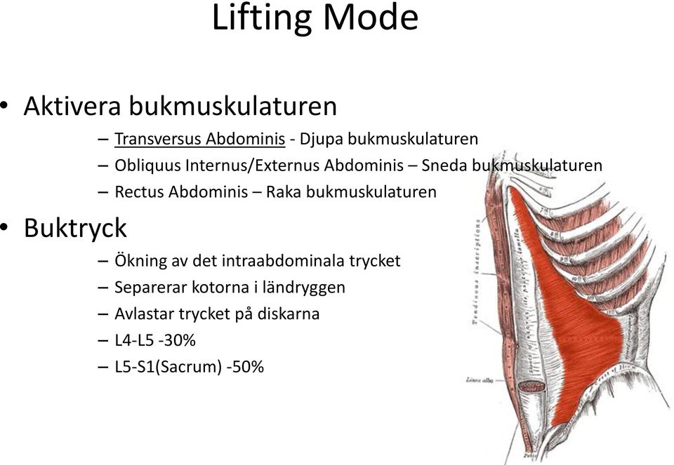 Rectus Abdominis Raka bukmuskulaturen Ökning av det intraabdominala trycket