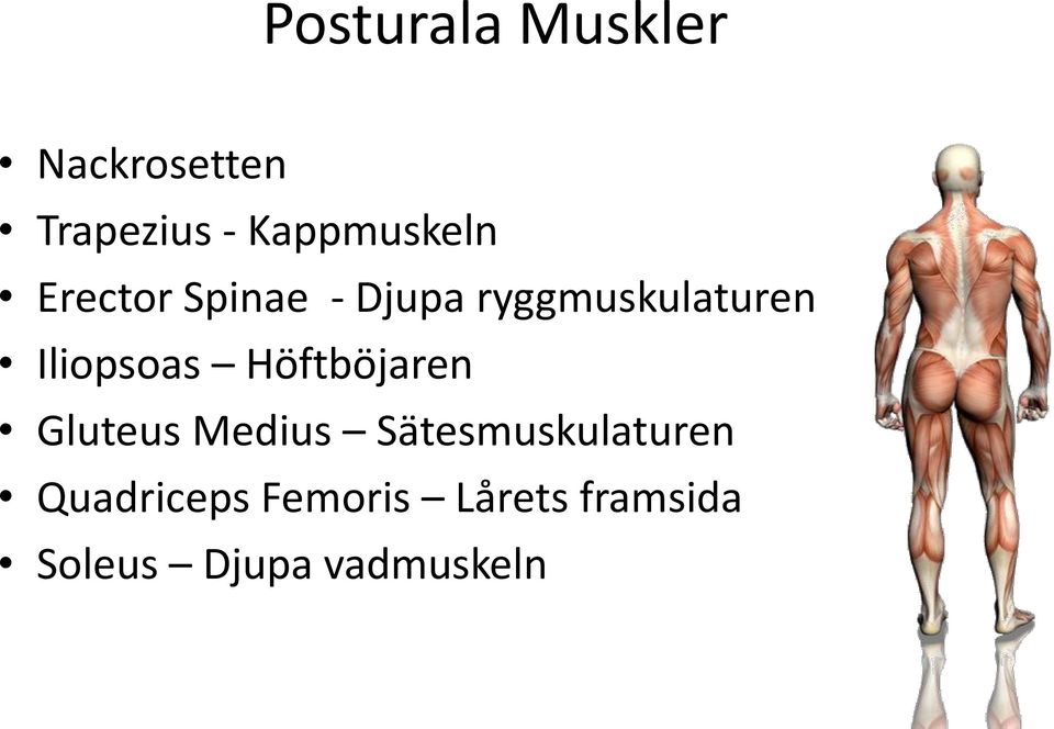 Iliopsoas Höftböjaren Gluteus Medius