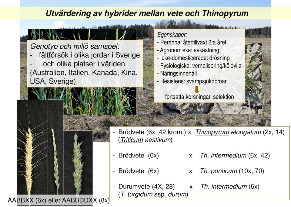 drösning - Fysiologiska: vernalisering/köldvila - Näringsinnehåll - Resistens: svampsjukdomar fortsatta korsningar, selektion Shuwen Wang - Brödvete (6x, 4 krom.