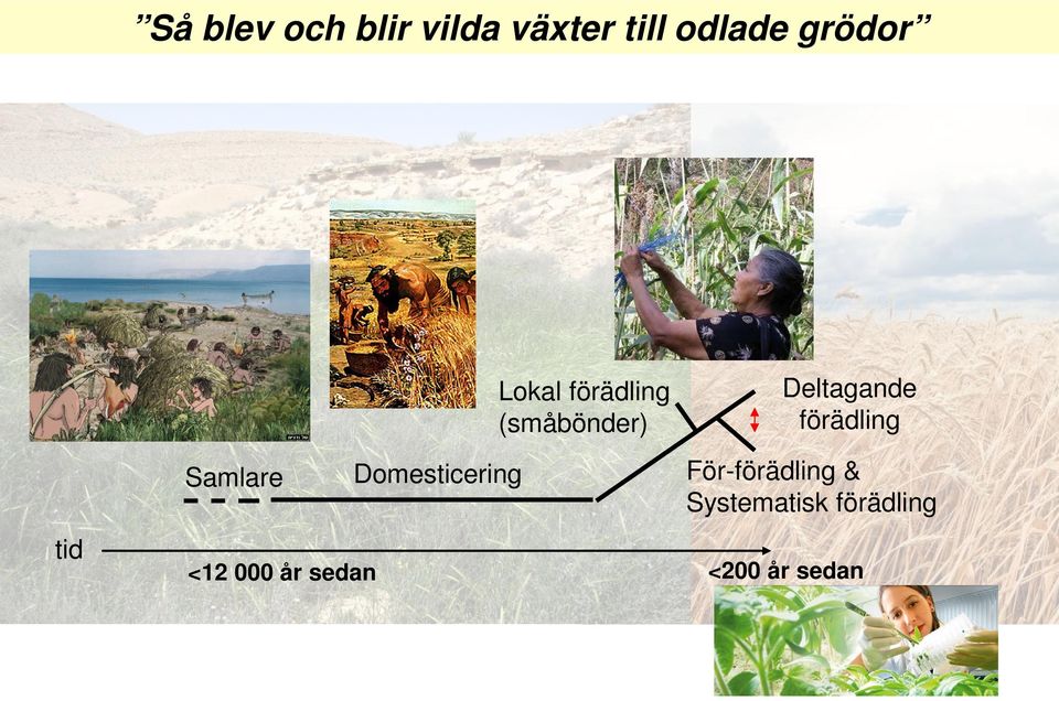 Domesticering <1 000 år sedan Deltagande