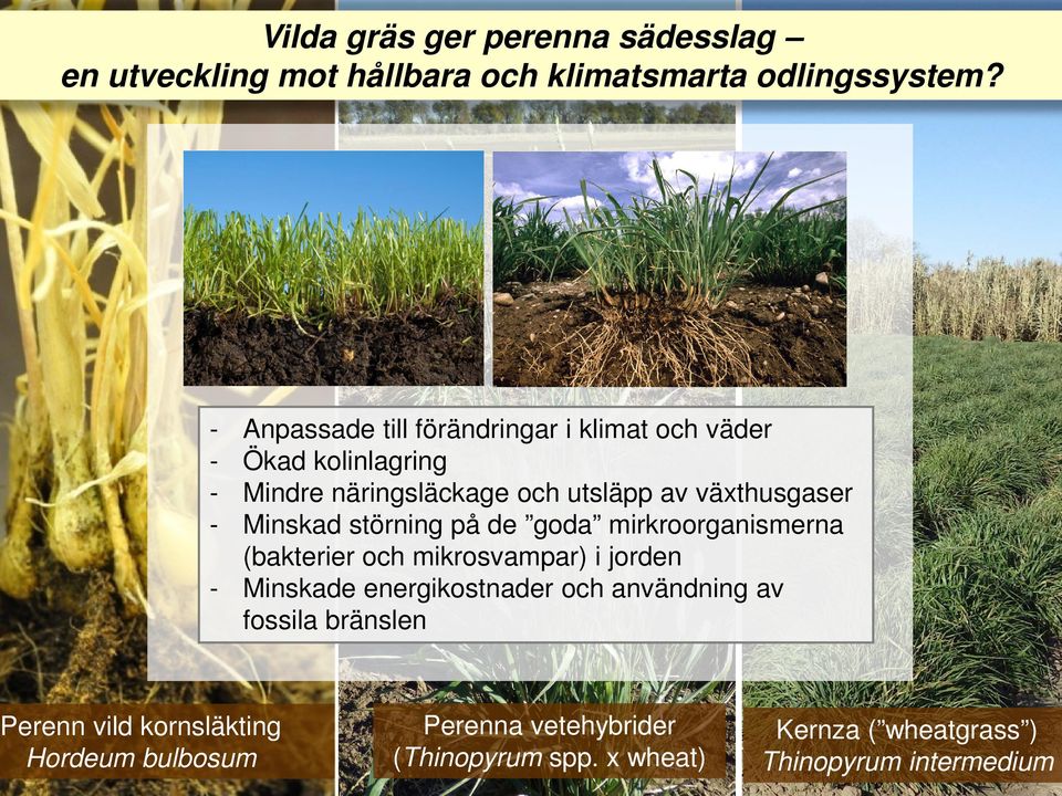 Minskad störning på de goda mirkroorganismerna (bakterier och mikrosvampar) i jorden - Minskade energikostnader och