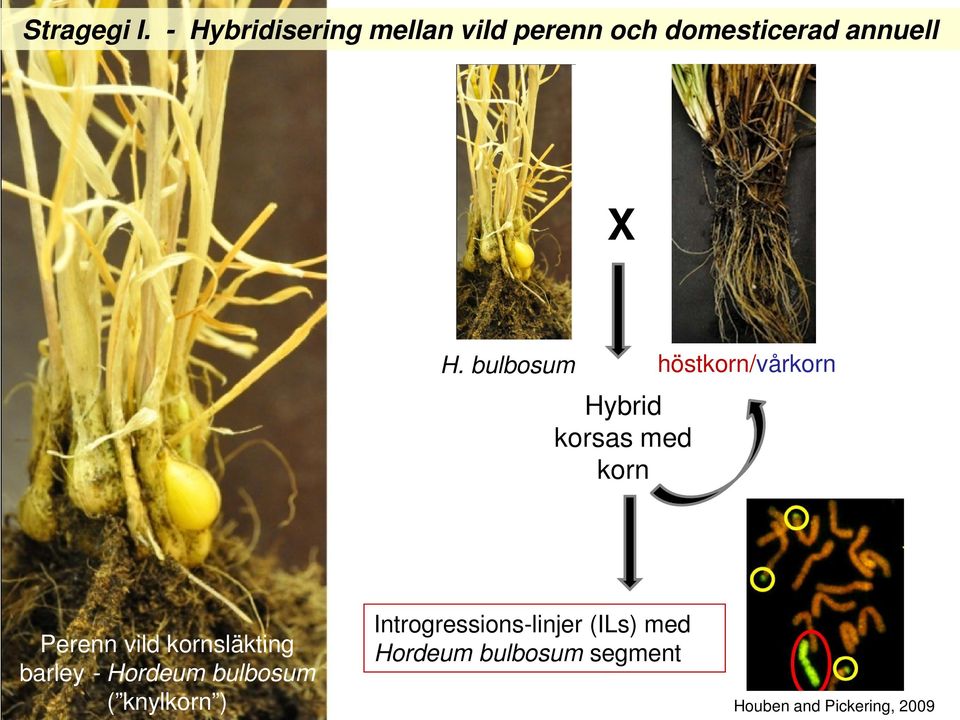 bulbosum Hybrid korsas med korn höstkorn/vårkorn Perenn vild