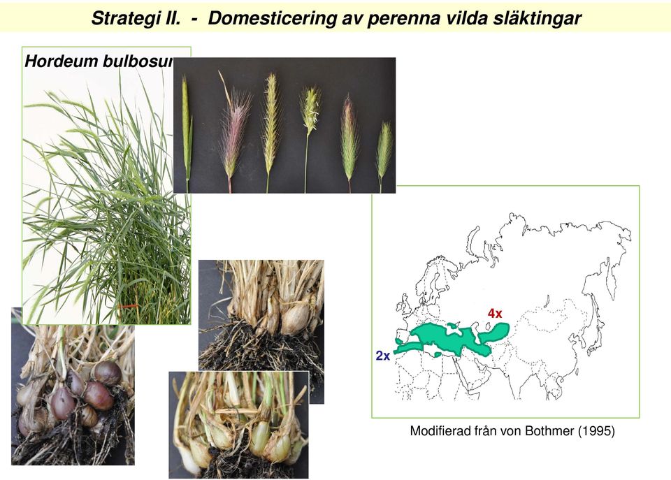 släktingar Hordeum bulbosum H.