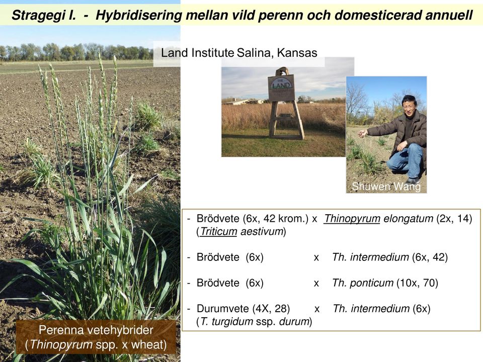 krom.) x Thinopyrum elongatum (x, 14) (Triticum aestivum) - Brödvete (6x) x Th.