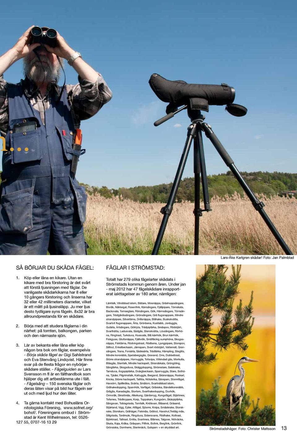 De vanligaste skådarkikarna har 8 eller 10 gångers förstoring och linserna har 32 eller 42 millimeters diameter, vilket är ett mått på ljusinsläpp. Ju mer ljus desto tydligare syns fågeln.