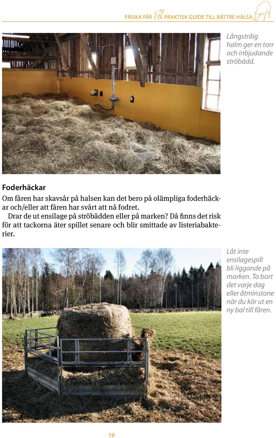 att nå fodret. Drar de ut ensilage på ströbädden eller på marken?