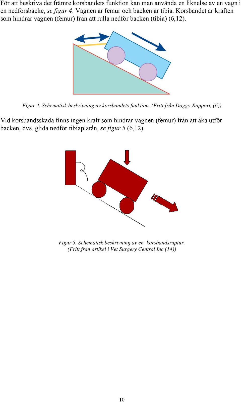 Schematisk beskrivning av korsbandets funktion.