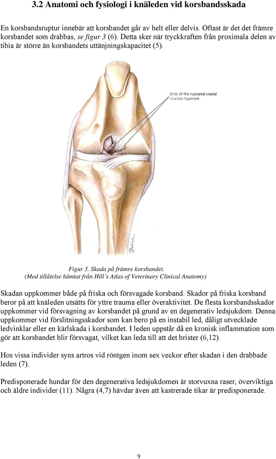 (Med tillåtelse hämtat från Hill s Atlas of Veterinary Clinical Anatomy) Skadan uppkommer både på friska och försvagade korsband.