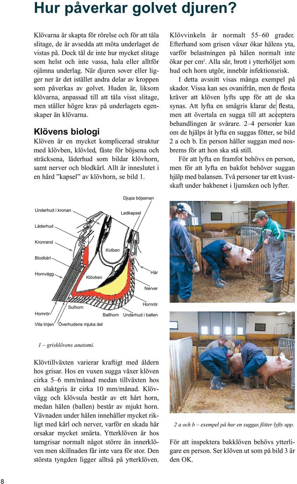 Huden är, liksom klövarna, anpassad till att tåla visst slitage, men ställer högre krav på underlagets egenskaper än klövarna.