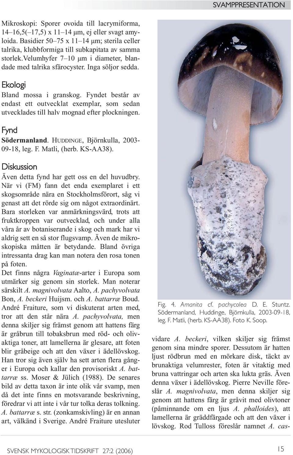 Fyndet består av endast ett outvecklat exemplar, som sedan utvecklades till halv mognad efter plockningen. Fynd Södermanland. HUDDINGE, Björnkulla, 2003-09-18, leg. F. Matli, (herb. KS-AA38).