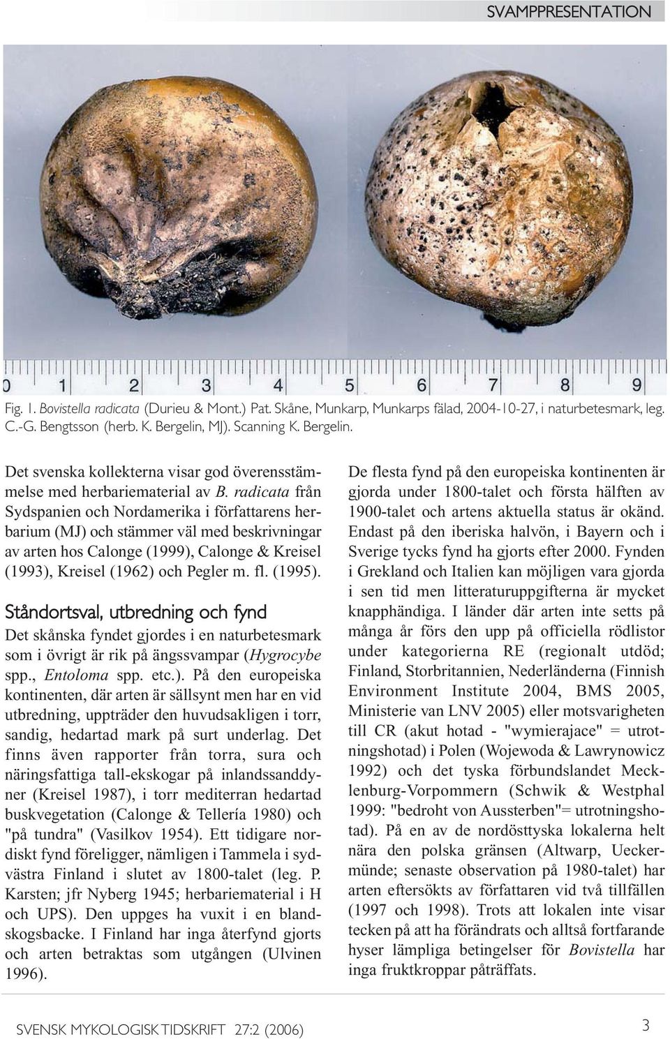 radicata från Sydspanien och Nordamerika i författarens herbarium (MJ) och stämmer väl med beskrivningar av arten hos Calonge (1999), Calonge & Kreisel (1993), Kreisel (1962) och Pegler m. fl. (1995).