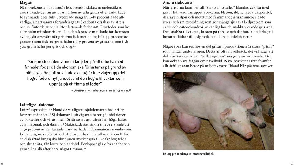 I en dansk studie minskade förekomsten av magsår avsevärt när grisarna fick mer halm; från 33 procent av grisarna som fick 10 gram halm till 7 procent av grisarna som fick 500 gram halm per gris och
