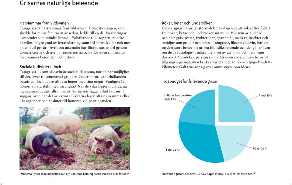 till större kullar och mer än en kull per år. 1 Även om utseendet har förändrats en del genom domesticering och avel, är tamgrisarna och vildsvinen samma art med samma beteenden och behov.