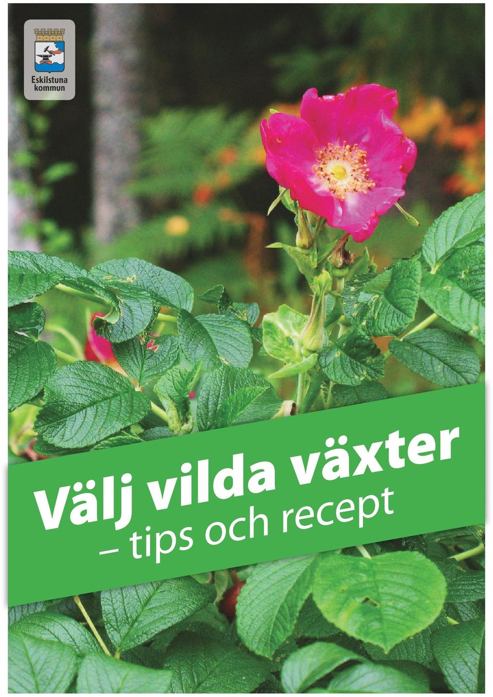 växter