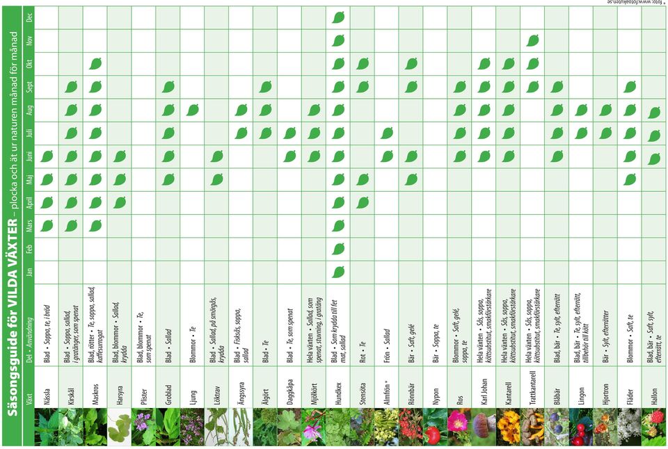 sallad, i gratänger, som spenat Maskros Blad, rötter Te, soppa, sallad, kaffesurrogat Harsyra Blad, blommor Sallad, krydda Plister Blad, blommor Te, som spenat Groblad Blad Sallad Ljung Blommor Te