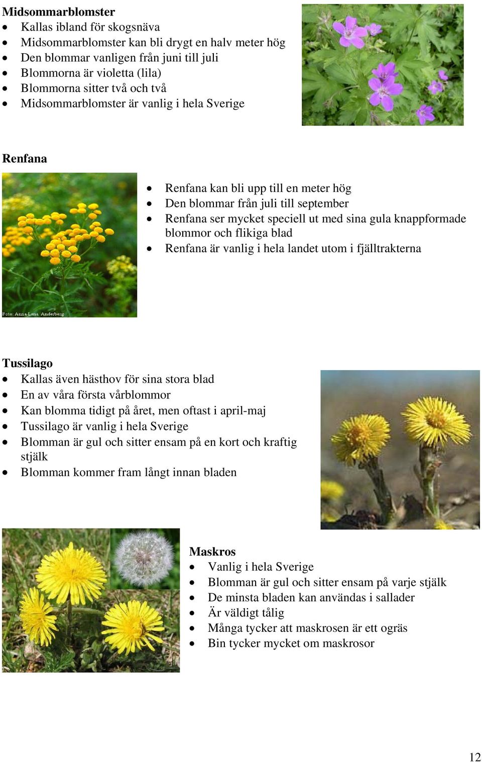 flikiga blad Renfana är vanlig i hela landet utom i fjälltrakterna Tussilago Kallas även hästhov för sina stora blad En av våra första vårblommor Kan blomma tidigt på året, men oftast i april-maj