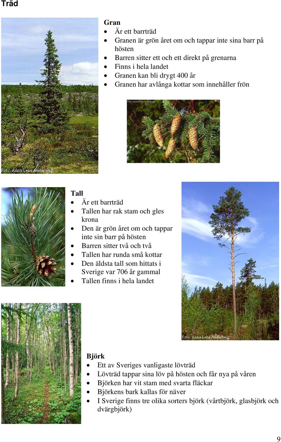 två Tallen har runda små kottar Den äldsta tall som hittats i Sverige var 706 år gammal Tallen finns i hela landet Björk Ett av Sveriges vanligaste lövträd Lövträd tappar sina löv