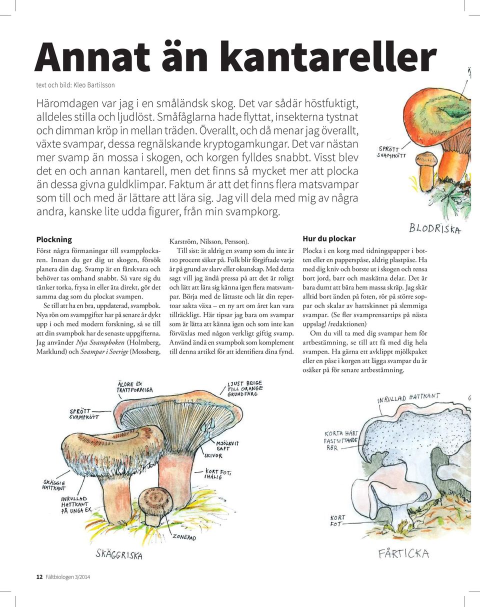 Det var nästan mer svamp än mossa i skogen, och korgen fylldes snabbt. Visst blev det en och annan kantarell, men det finns så mycket mer att plocka än dessa givna guldklimpar.