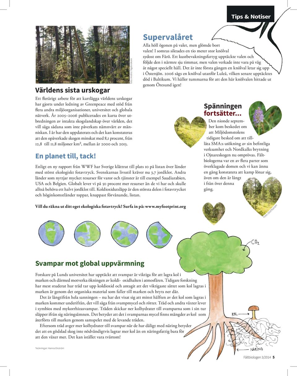 I år har den uppdaterats och det kan konstateras att den opåverkade skogen minskat med 8,1 procent, från 12,8 till 11,8 miljoner km², mellan år 2000 och 2013. En planet till, tack!