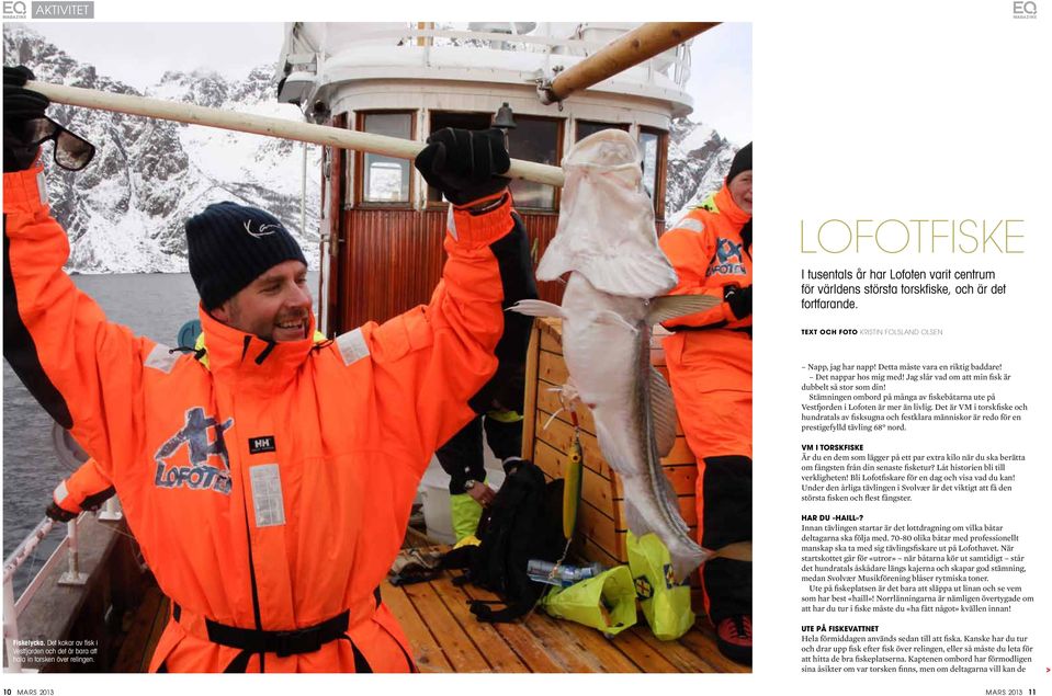 Stämningen ombord på många av fiskebåtarna ute på Vestfjorden i Lofoten är mer än livlig.