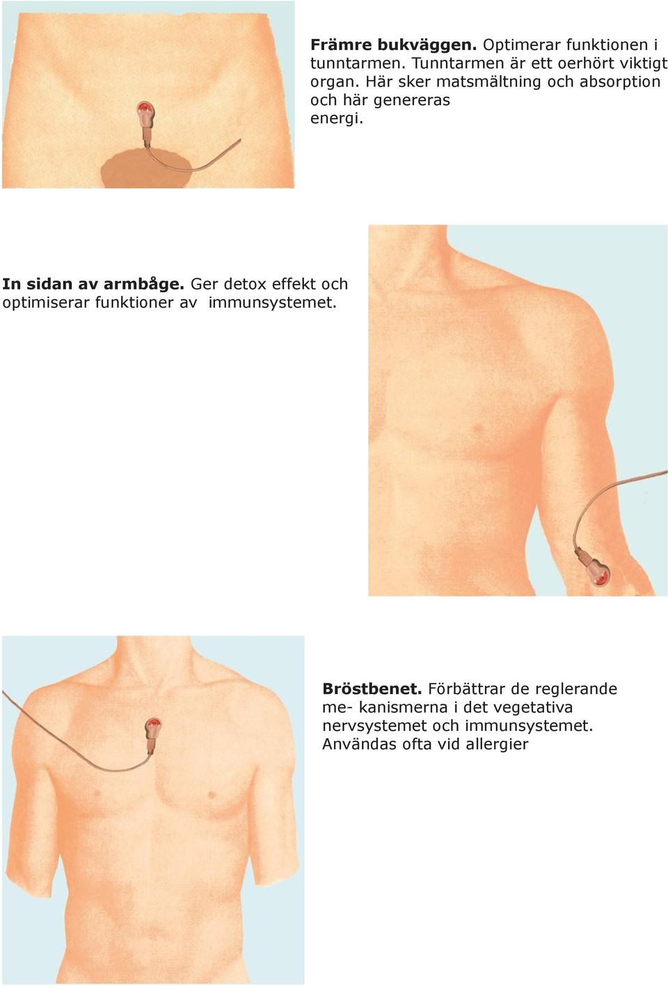 Här sker matsmältning och absorption och här genereras energi. In sidan av armbåge.