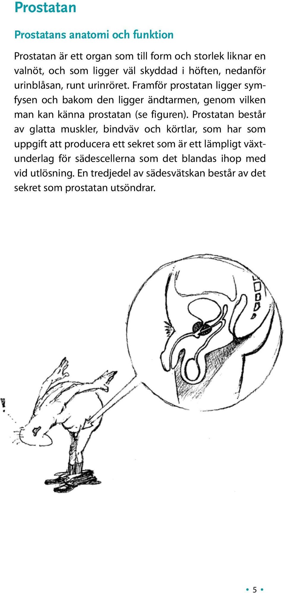 Framför prostatan ligger symfysen och bakom den ligger ändtarmen, genom vilken man kan känna prostatan (se figuren).