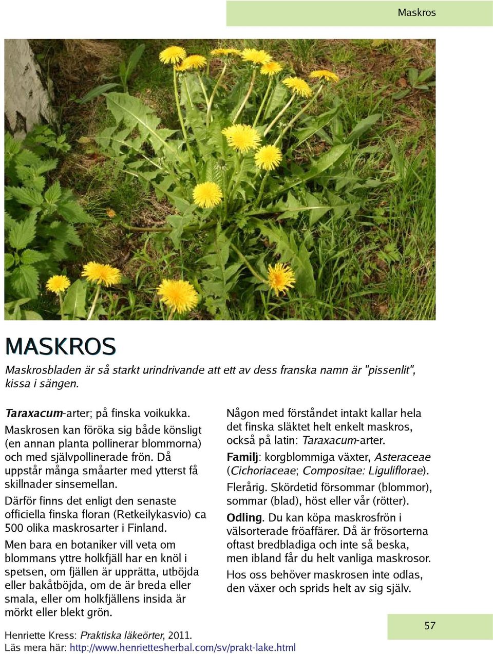 Därför finns det enligt den senaste officiella finska floran (Retkeilykasvio) ca 500 olika maskrosarter i Finland.