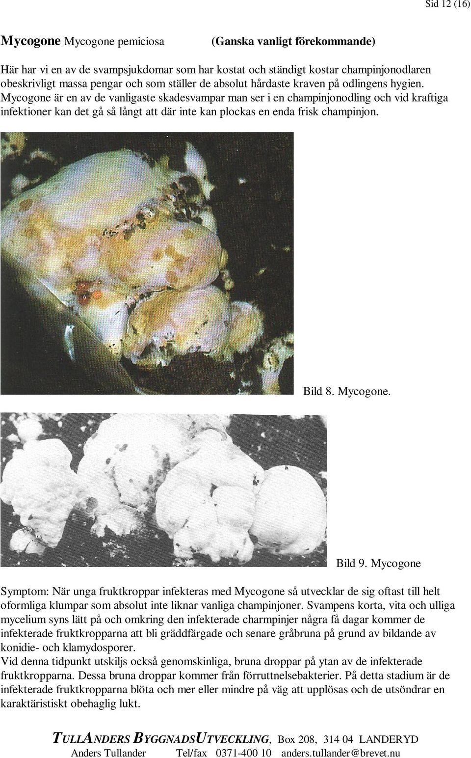 Mycogone är en av de vanligaste skadesvampar man ser i en champinjonodling och vid kraftiga infektioner kan det gå så långt att där inte kan plockas en enda frisk champinjon. Bild 8. Mycogone. Bild 9.