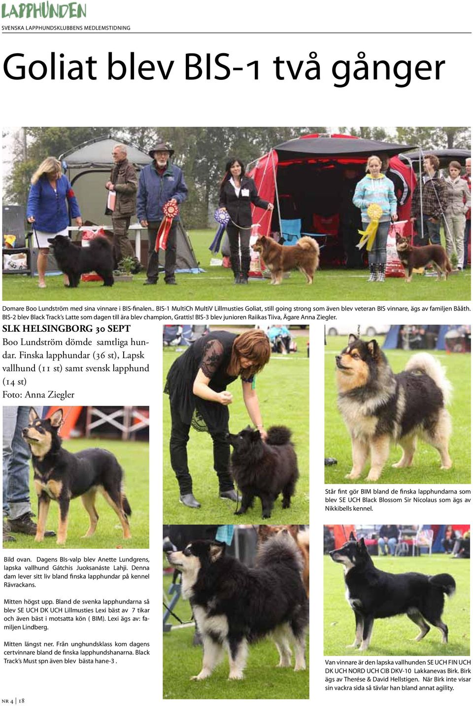 Finska lapphundar (36 st), Lapsk vallhund (11 st) samt svensk lapphund (14 st) Foto: Anna Ziegler Står fint gör BIM bland de finska lapphundarna som blev SE UCH Black Blossom Sir Nicolaus som ägs av