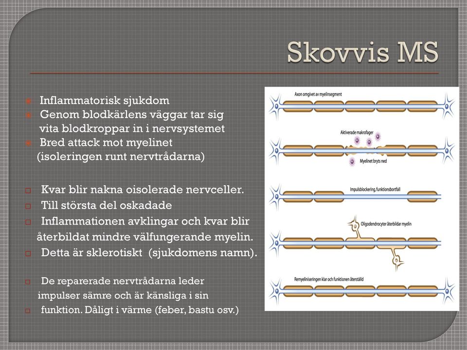 Till största del oskadade Inflammationen avklingar och kvar blir återbildat mindre välfungerande myelin.