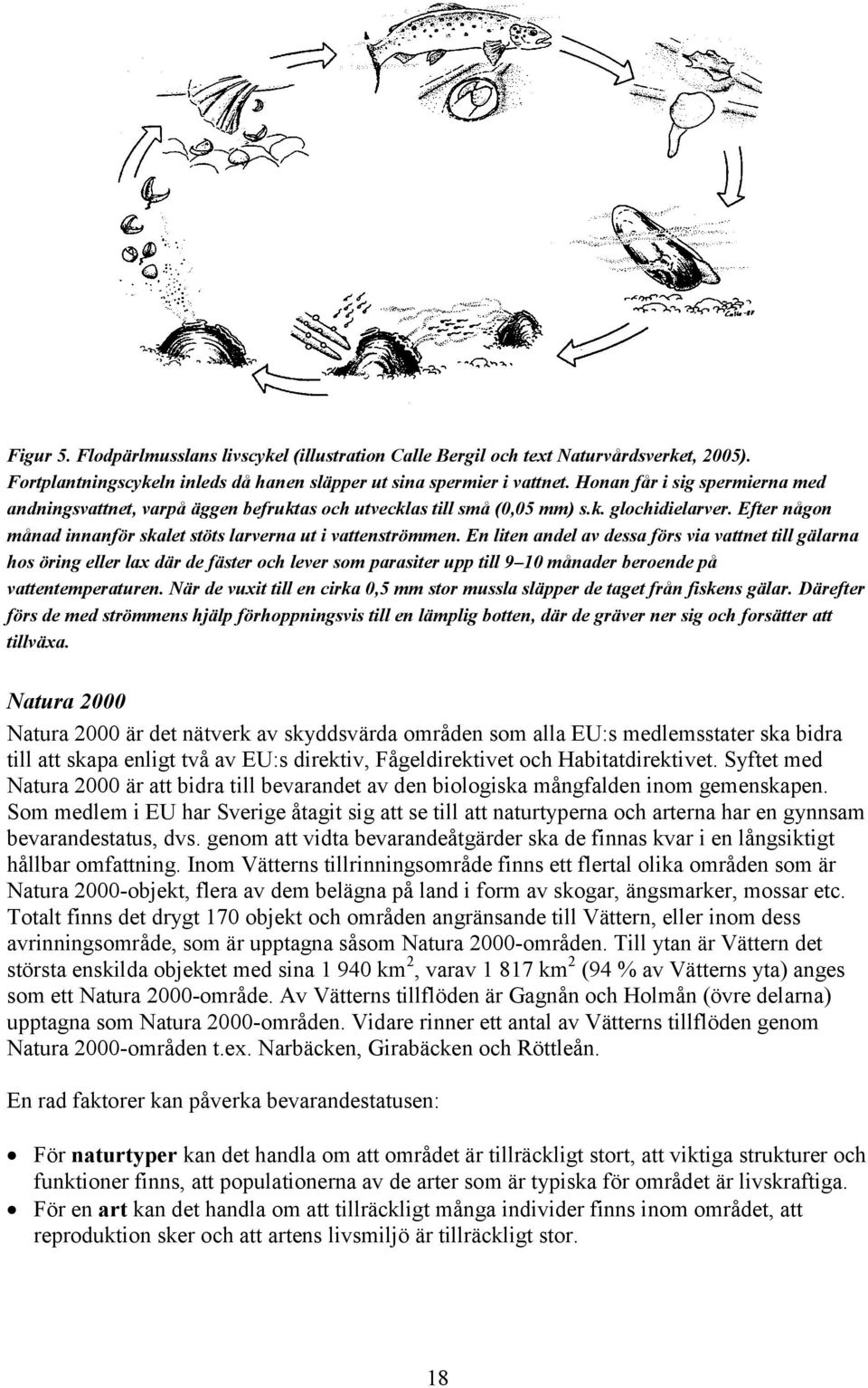 En liten andel av dessa förs via vattnet till gälarna hos öring eller lax där de fäster och lever som parasiter upp till 9 10 månader beroende på vattentemperaturen.