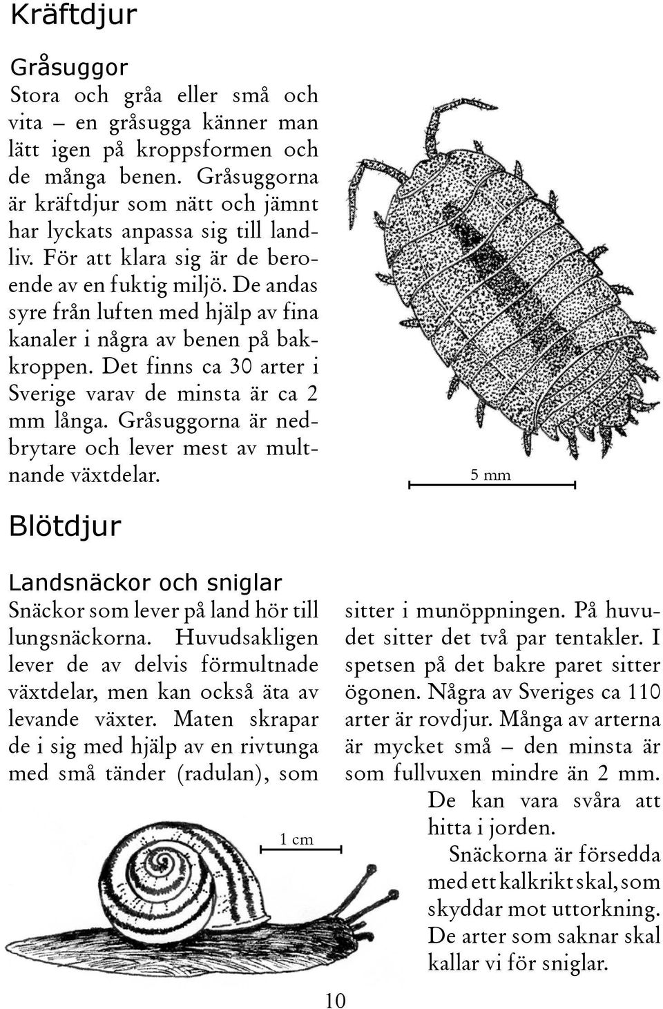 De andas syre från luften med hjälp av fina kanaler i några av benen på bakkroppen. Det finns ca 30 arter i Sverige varav de minsta är ca 2 mm långa.