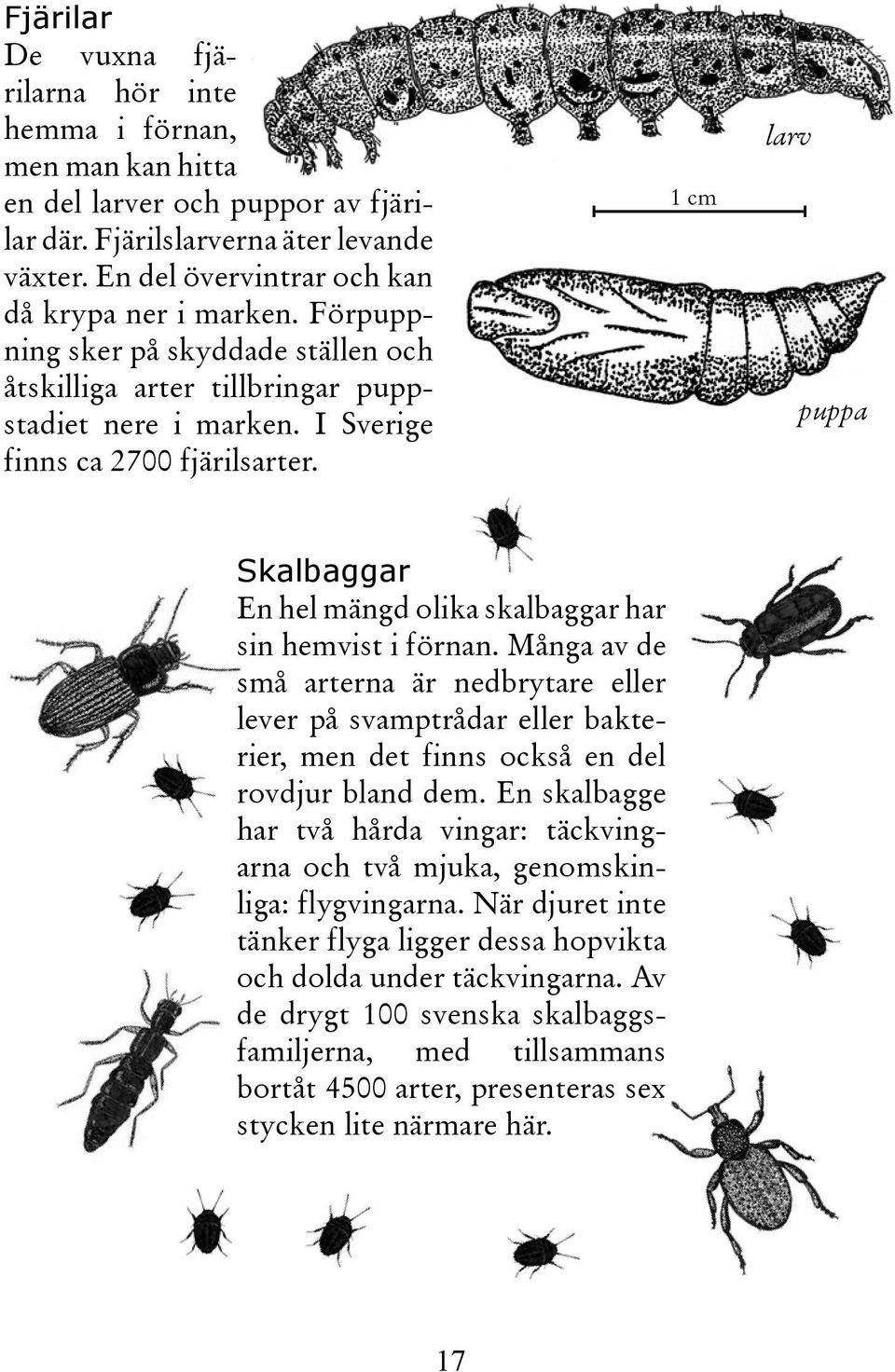 1 cm larv puppa Skalbaggar En hel mängd olika skalbaggar har sin hemvist i förnan.