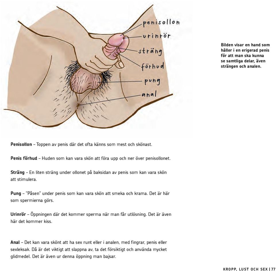 Pung Påsen under penis som kan vara skön att smeka och krama. Det är här som spermierna görs. Urinrör Öppningen där det kommer sperma när man får utlösning. Det är även här det kommer kiss.