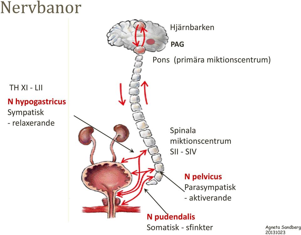 Sympatisk - relaxerande Spinala miktionscentrum SII -