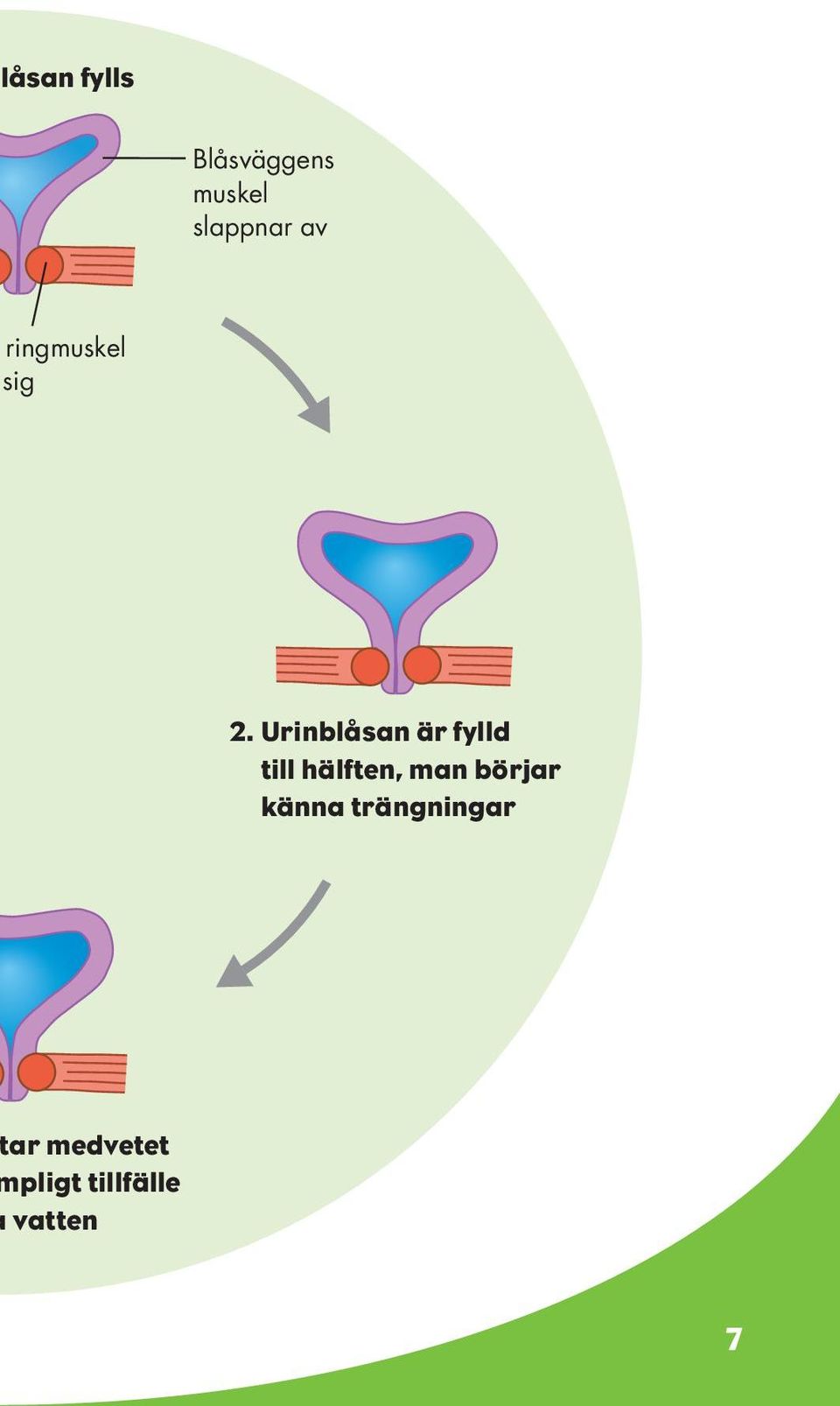 Urinblåsan är fylld 2.