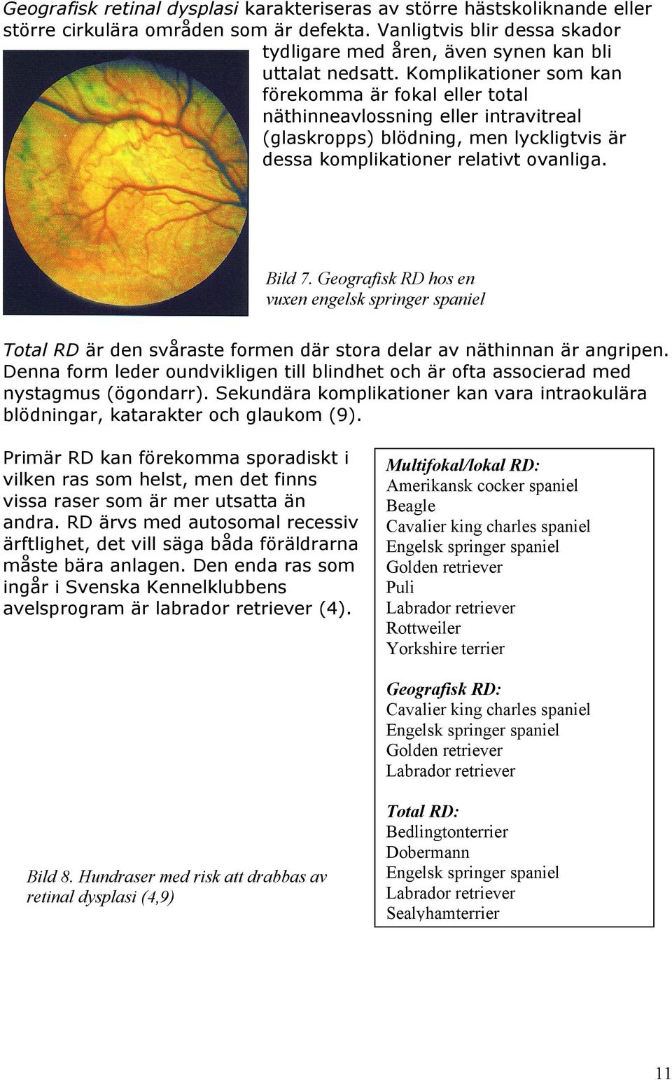 Geografisk RD hos en vuxen engelsk springer spaniel Total RD är den svåraste formen där stora delar av näthinnan är angripen.