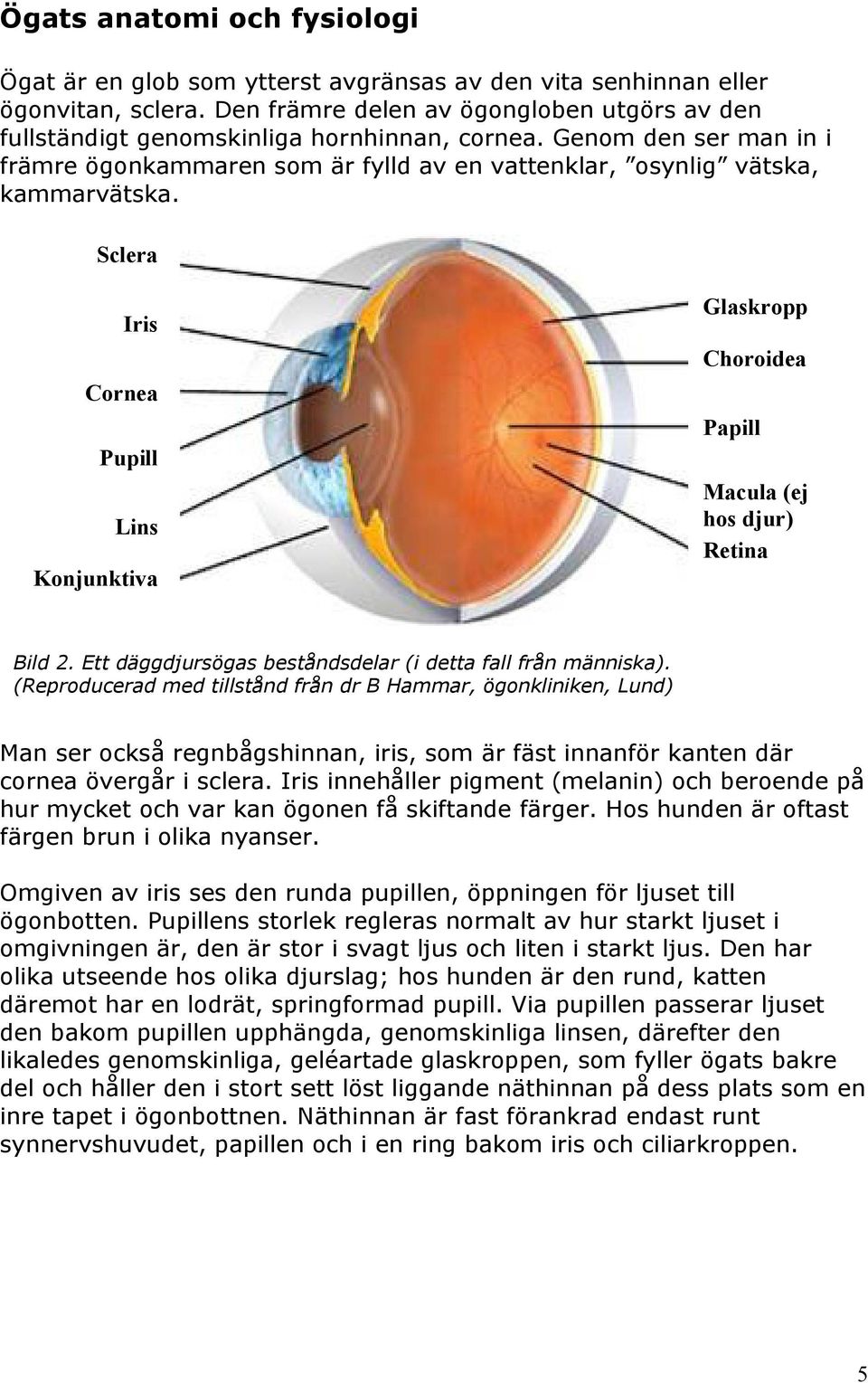 Sclera Iris Cornea Pupill Lins Konjunktiva Glaskropp Choroidea Papill Macula (ej hos djur) Retina Bild 2. Ett däggdjursögas beståndsdelar (i detta fall från människa).